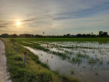 Scenic view of agricultural field against sky during sunset