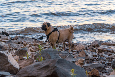 View of dog on rock at beach