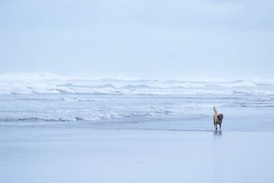 View of a horse in the sea