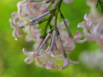 Close-up of pink flowering plant