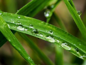 Close-up of wet plant