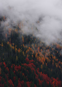 Autumn alpine landscape. dolomites of italy. aerial view of trees in forest.