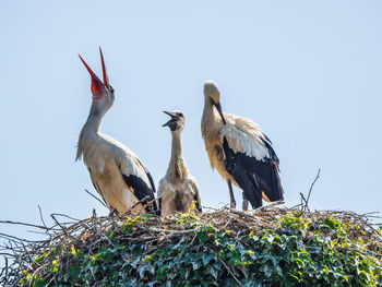 Birds perching on grass against clear sky