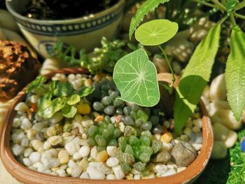 High angle view of green leaves in bowl