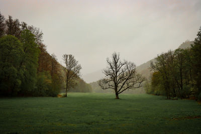 Trees on field against sky