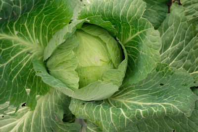 Fresh green lettuce growing in the field view from the top