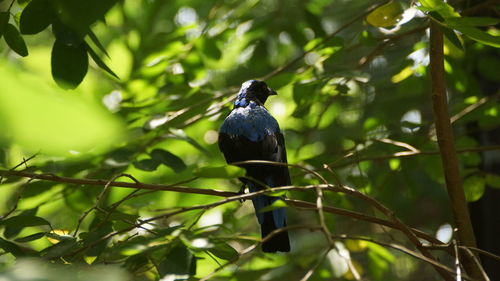 Bird perching on a branch