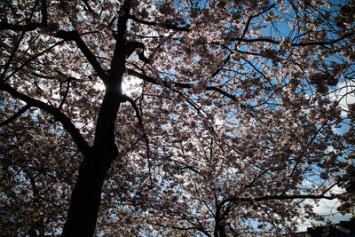 Low angle view of flower tree