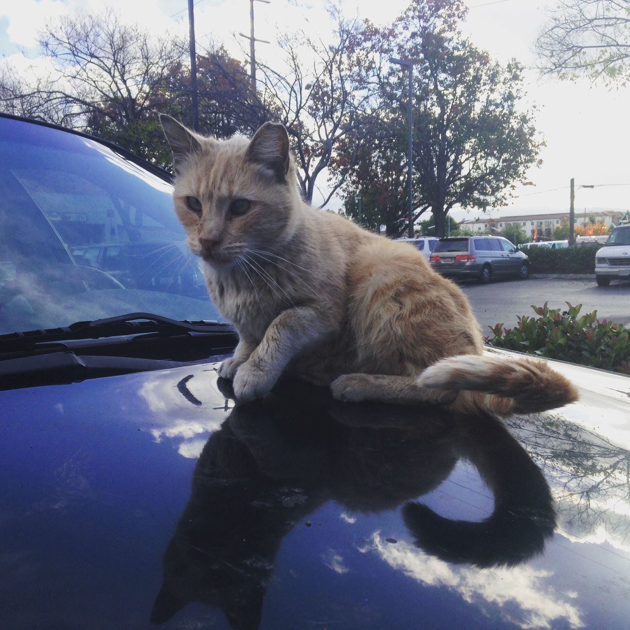 one animal, animal themes, pets, domestic animals, domestic cat, mammal, cat, transportation, sitting, looking away, reflection, side view, zoology, feline, full length, animal, water, alertness, day, curiosity, whiskers, no people