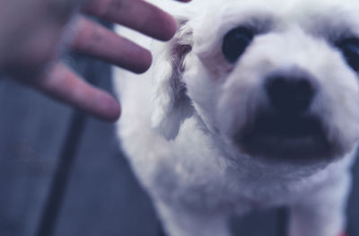 Close-up of hand with dog