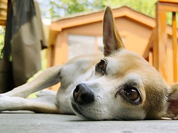 Close-up of dog resting