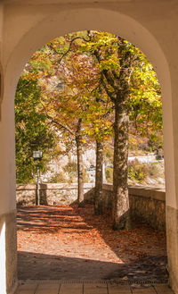 Trees in park during autumn