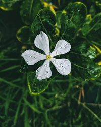 Close-up of water drops on flower