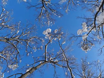 Low angle view of bare tree against blue sky