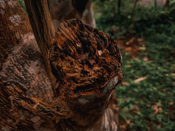 Close-up of tree trunk on field in forest