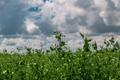 Plants growing on field against sky