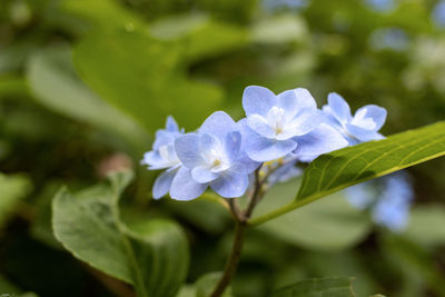 Close-up of purple flowering plant