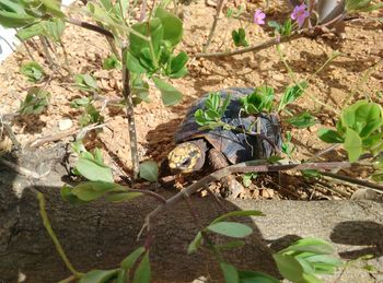 High angle view of lizard on field