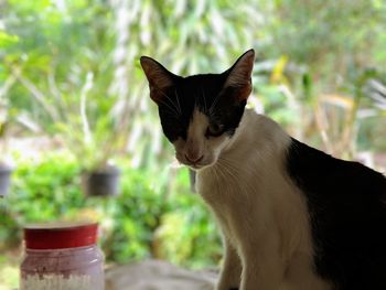 Close-up of a cat