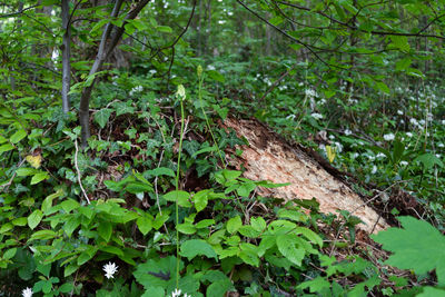 Ivy growing on tree trunk in forest