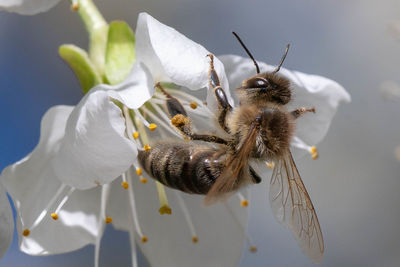 Close-up of bee pollinating on flower