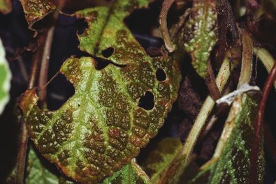 Close-up of succulent plant