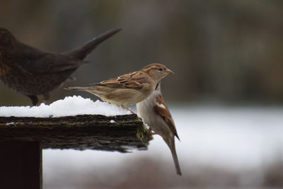 Close-up of bird perching