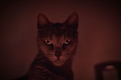 Close-up portrait of cat