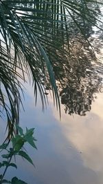 Close-up of palm tree against sky