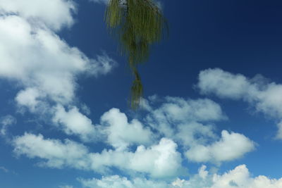 Low angle view of trees against blue sky
