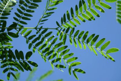 Close-up of fresh green plant against sky