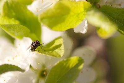 Close-up of insect pollinating on flower