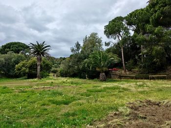 Palm trees on field against sky