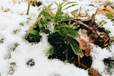 High angle view of frozen plants during winter