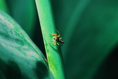 Close-up of insect on leaf