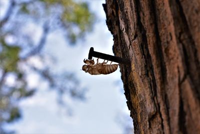 Low angle view of tree trunk against sky