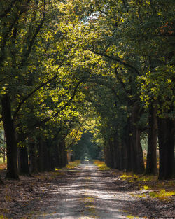 Road amidst trees in forest