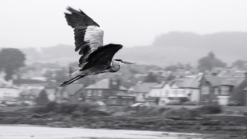 Bird flying against clear sky