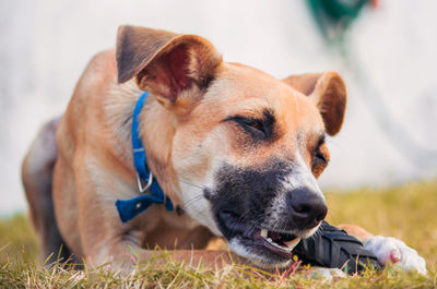 Close-up of dog looking away