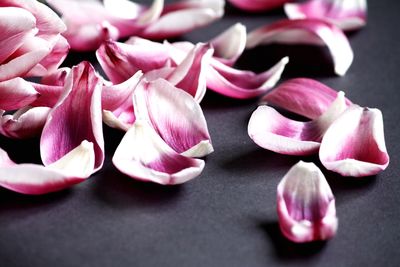 Close-up of pink flowers