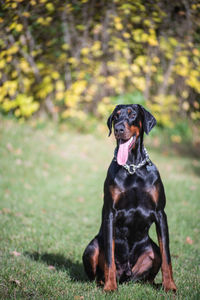 Big black doberman concept of healthy pets lifestyle 