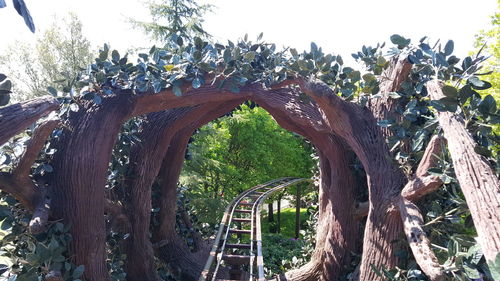 Low angle view of trees