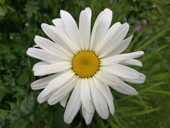 Close-up of white daisy blooming outdoors