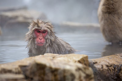 Close-up of monkey in hot spring