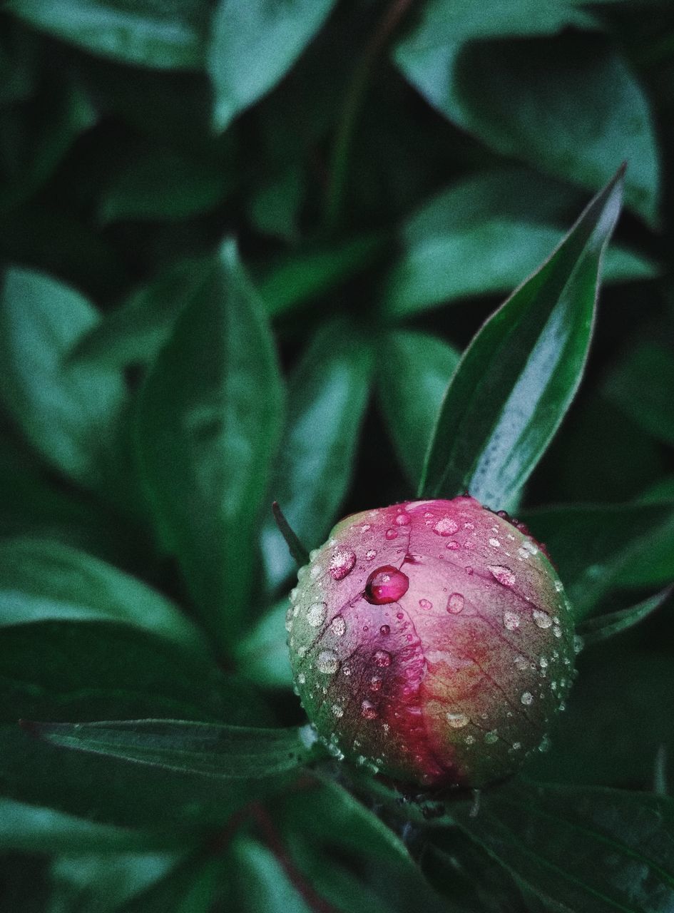 leaf, plant part, green, plant, flower, food, food and drink, freshness, growth, close-up, healthy eating, nature, macro photography, no people, fruit, wellbeing, drop, beauty in nature, blossom, produce, outdoors, petal, flowering plant