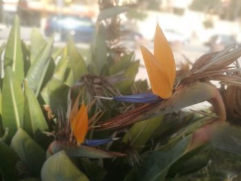 Close-up of flowers