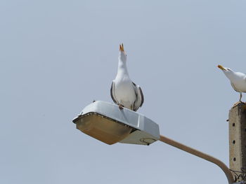 Low angle view of seagulls perching on the sky