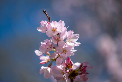 Close-up of pink cherry blossoms