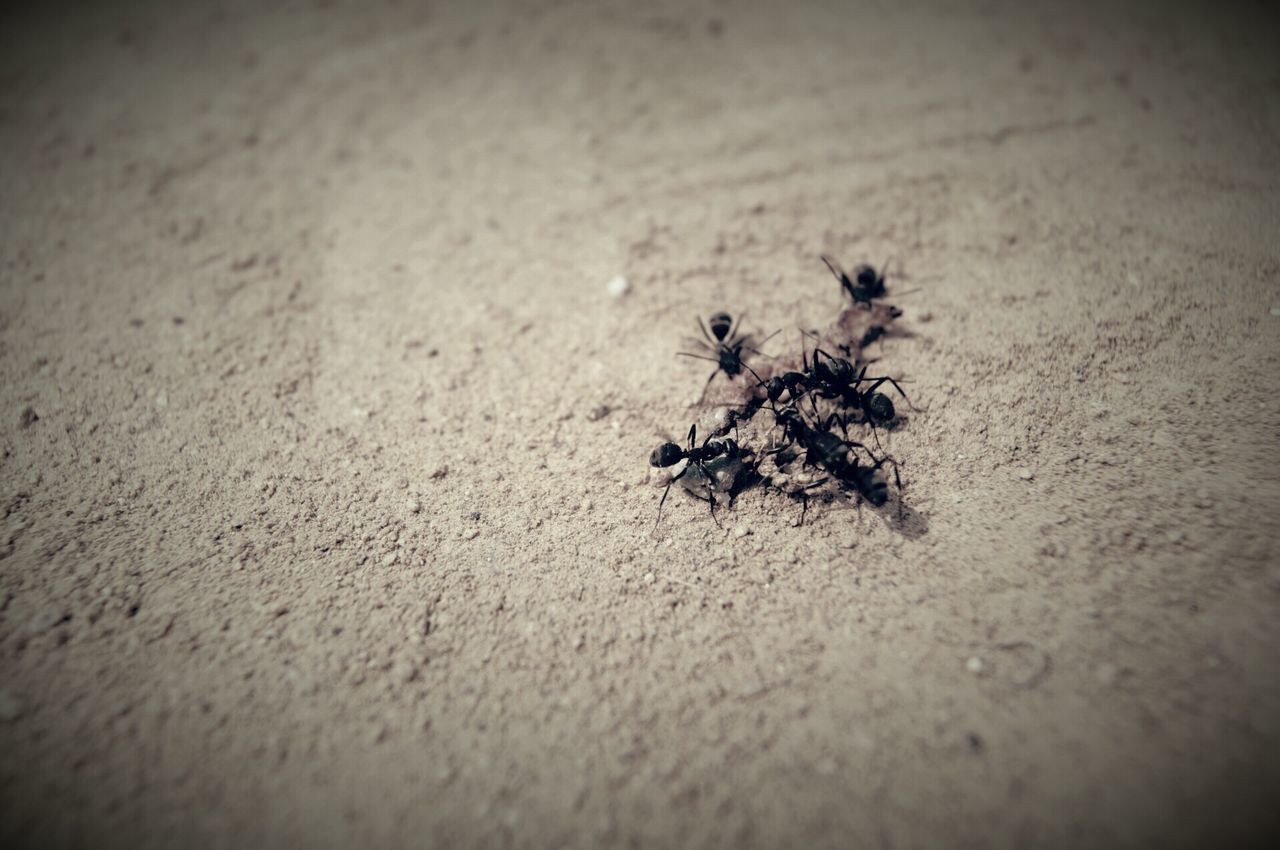 animal themes, animals in the wild, wildlife, one animal, insect, high angle view, selective focus, indoors, dead animal, no people, nature, close-up, day, bird, sand, death, zoology, vignette