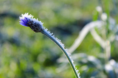 Close-up of a flower with frost on a sunny winter day